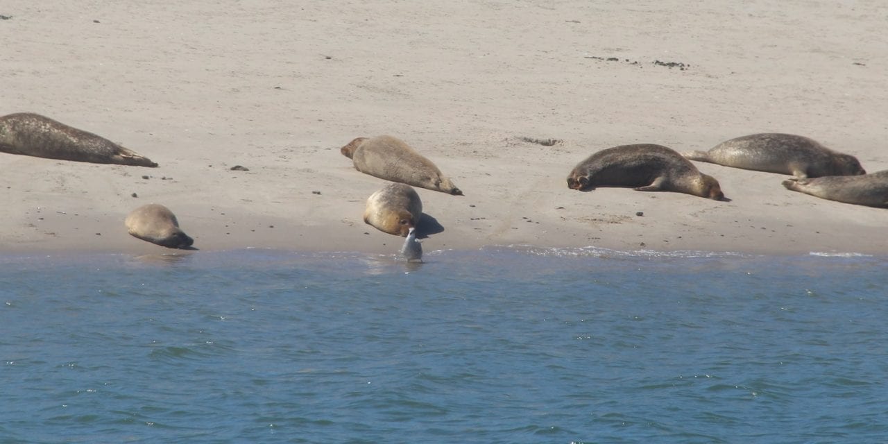 Zeehondjes zoeken op de Maasvlakte