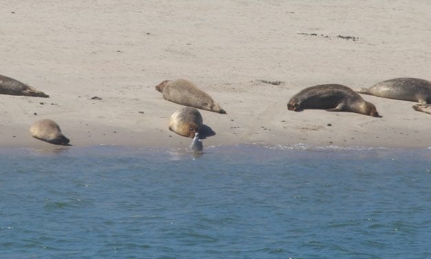 Zeehondjes zoeken op de Maasvlakte