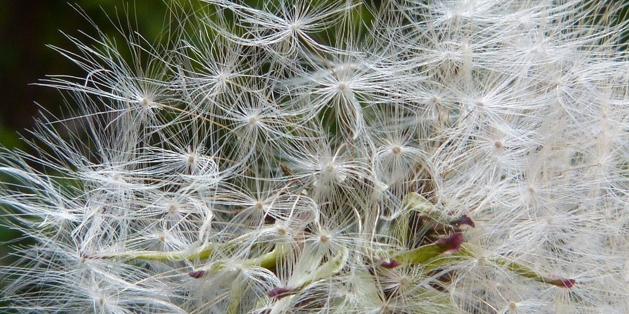 Allergie: lief dagboek, vertel me waarvoor ik gevoelig ben