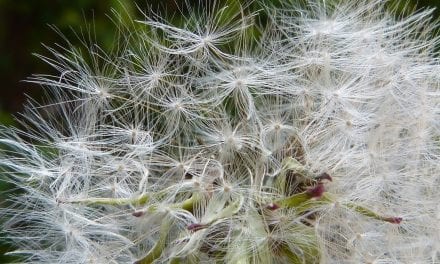 Allergie: lief dagboek, vertel me waarvoor ik gevoelig ben