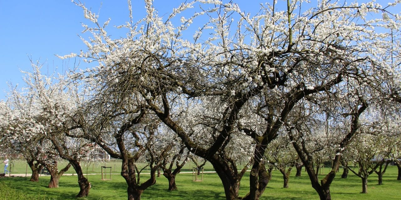 Op weg naar bloesem in Betuwe horen we zingen langs de Linge