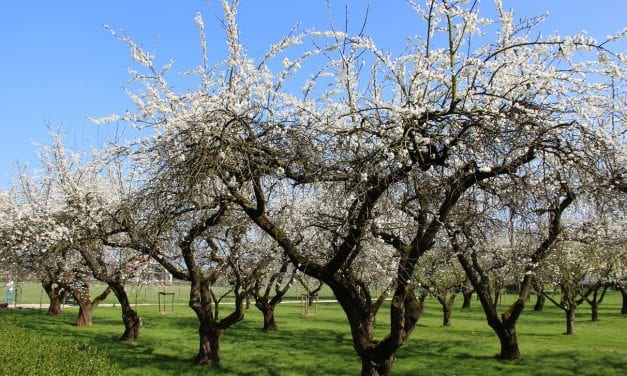 Op weg naar bloesem in Betuwe horen we zingen langs de Linge