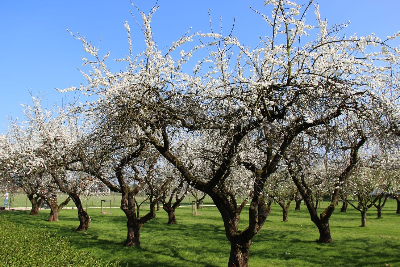 meerdanvijftig.nl/zingend-fietsen-naar-bloesem-betuwe/