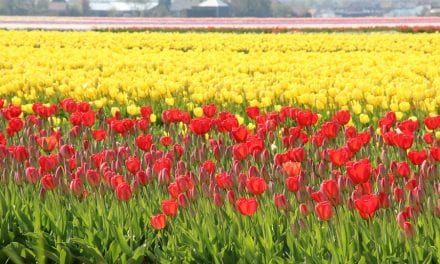 De Keuze van Kees; zeg het met tulpen!