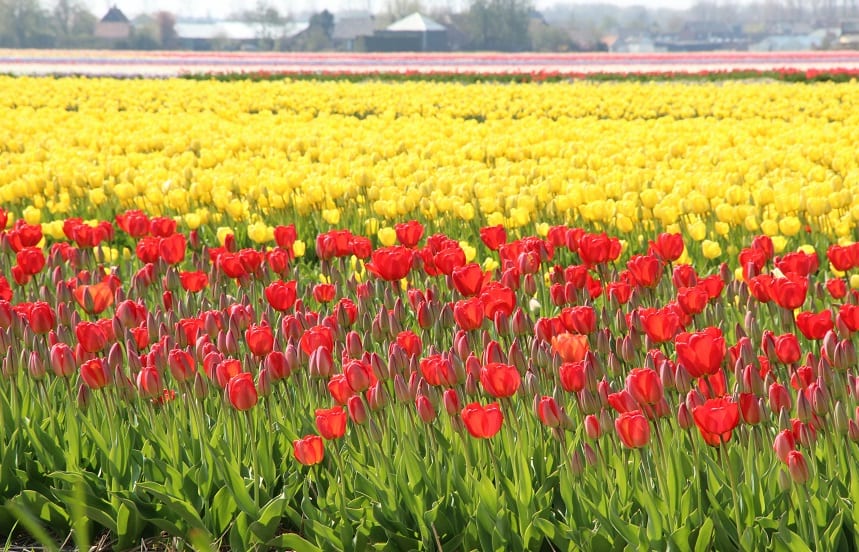 De Keuze van Kees; zeg het met tulpen!