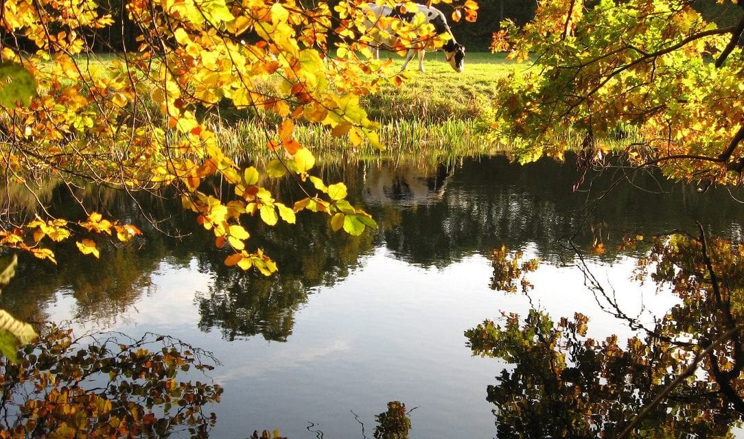 De Keuze van Kees: Herfst vol herinneringen