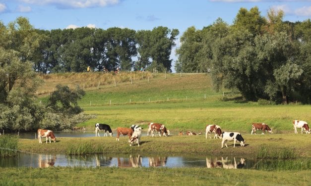 Fietsroute door Gelders landschap