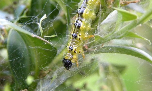 Moordenaars buxusrupsen tippen elkaar