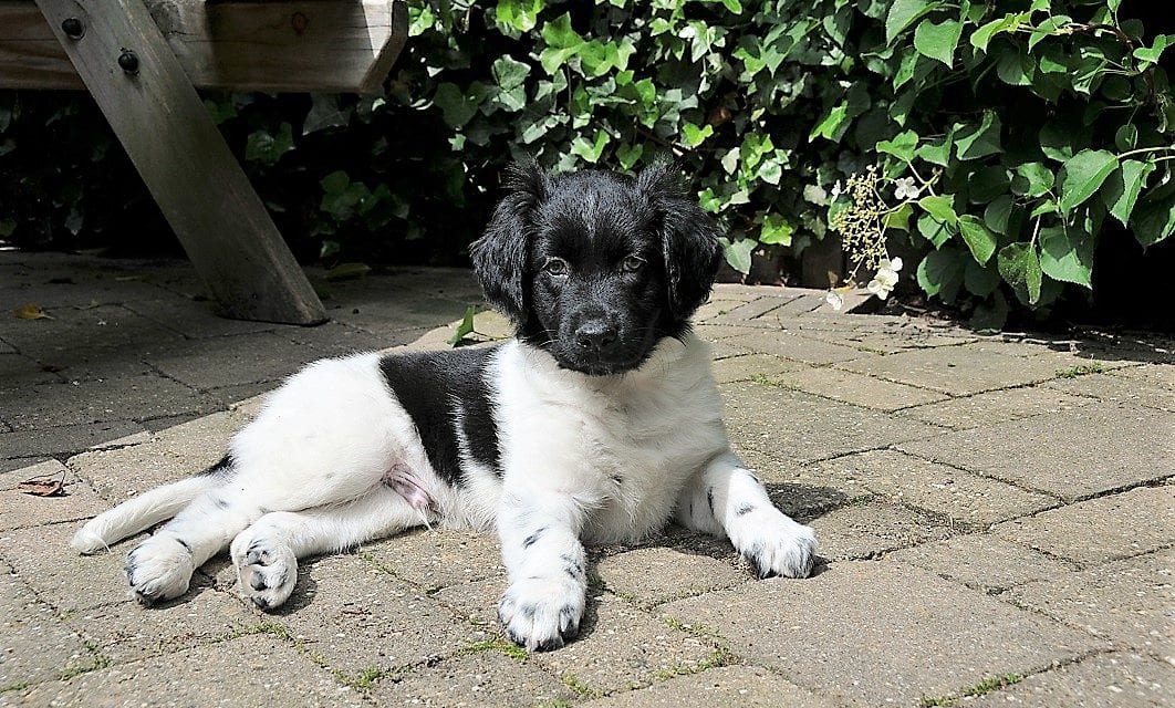 Een hond nemen en overweldigende liefde ervaren