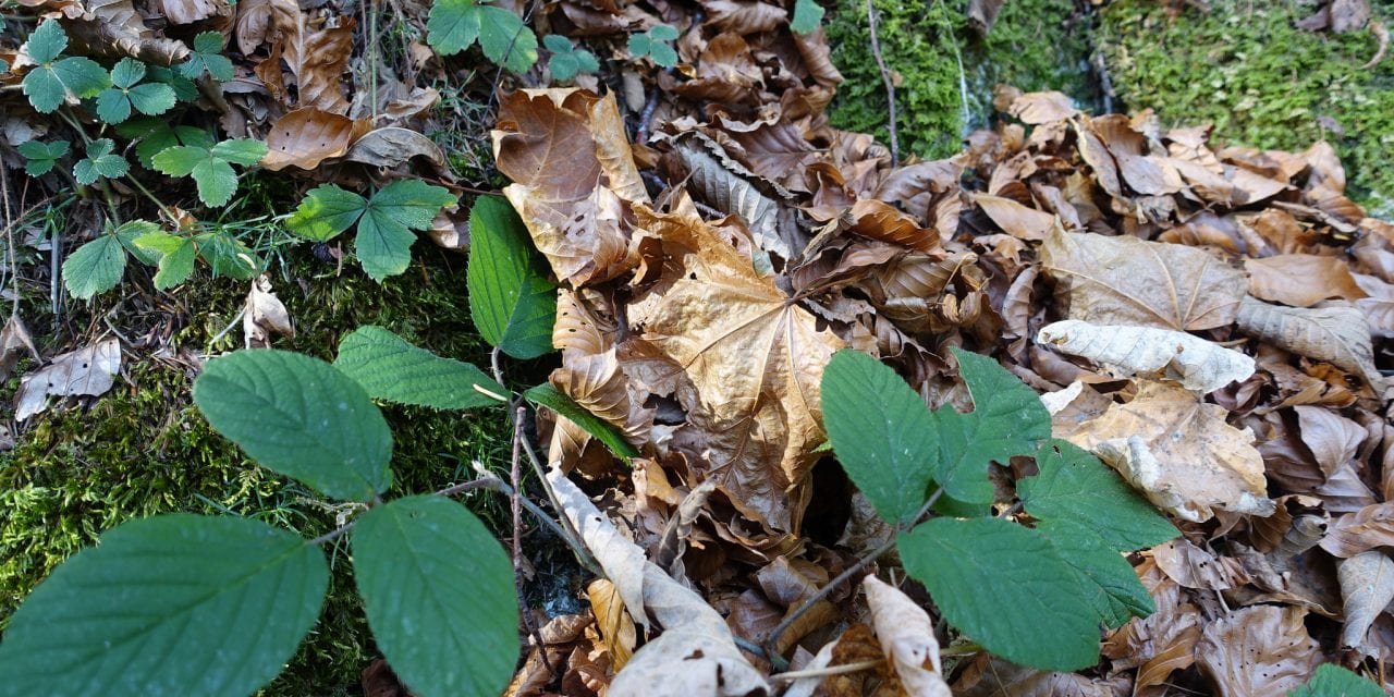 5 tips van een doorsnee tuinliefhebber