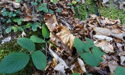 5 tips van een doorsnee tuinliefhebber