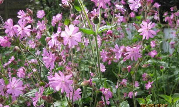 Heb uw onkruid als wilde bloemen lief!