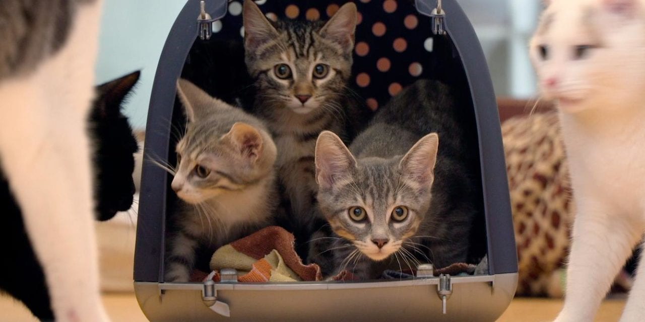Cat Stories, het verhaal van onze liefde voor katten