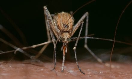 Muggen, ze kunnen mijn bloed wel drinken…