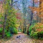 Genieten van de herfst, wandeling door goud