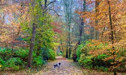 Genieten van de herfst, wandeling door goud