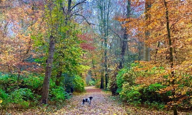 Genieten van de herfst, wandeling door goud