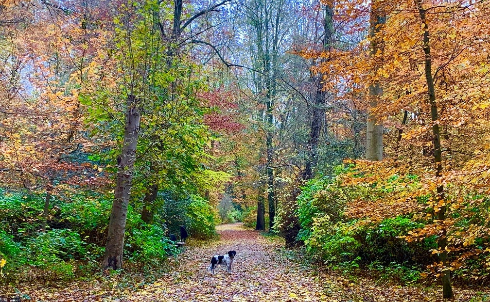 Genieten van de herfst, wandeling door goud