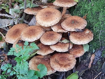 Paddenstoelen; in het bos en op je bord!