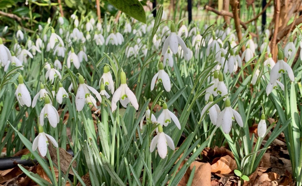 In Museum de Zwarte tulp staat lente op uitbarsten