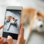 Leuk online: mini cursus hondenfotografie!