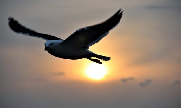 Vogelaars hebben (corona)wind mee