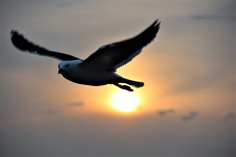 Vogelaars hebben (corona)wind mee