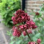 Rode Valeriaan kleurt de zomer op je terras