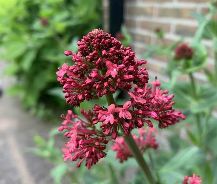 Rode Valeriaan kleurt de zomer op je terras