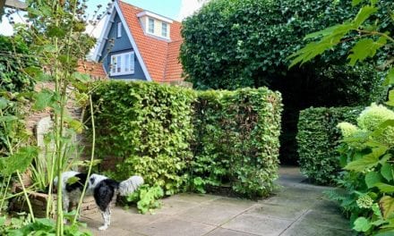 Tegel eruit, groen erin: Blij met beukenblokken