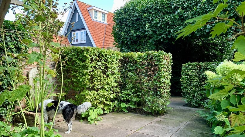 Tegel eruit, groen erin: Blij met beukenblokken