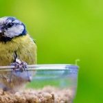 Vogels lokken valt niet mee op balkon