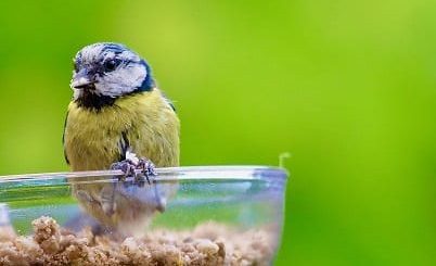 Vogels lokken valt niet mee op balkon