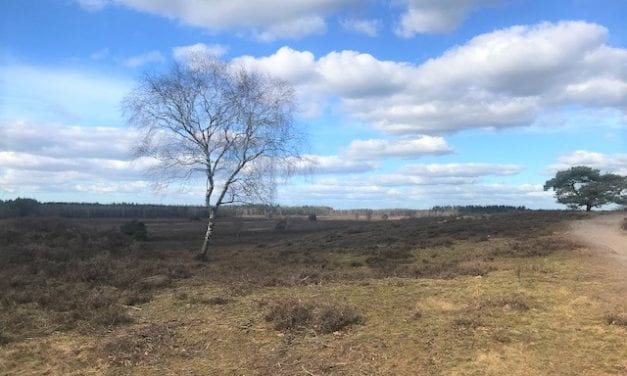 Renderklippen biedt uitzicht op prille lente