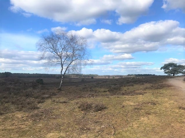 Renderklippen biedt uitzicht op prille lente