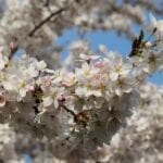 Bij Japanse bloesempark begint het voorjaarsgenieten