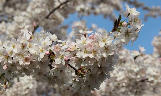 Bij Japanse bloesempark begint het voorjaarsgenieten