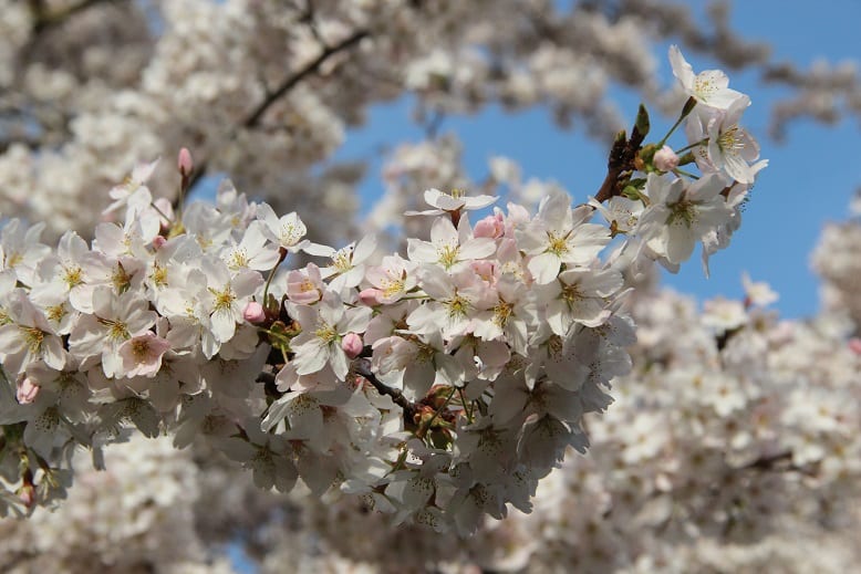Bij Japanse bloesempark begint het voorjaarsgenieten