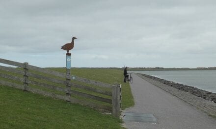 Terschelling: fietsen tussen de vogels