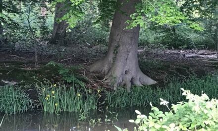 Liefdespad: wandelroute om stil te staan bij gevoelens