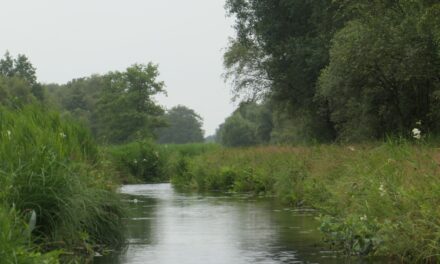 De Weerribben: boeiende tocht door uniek moerasgebied