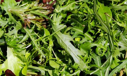 Sjieke kliekjes: lang leve de salade!