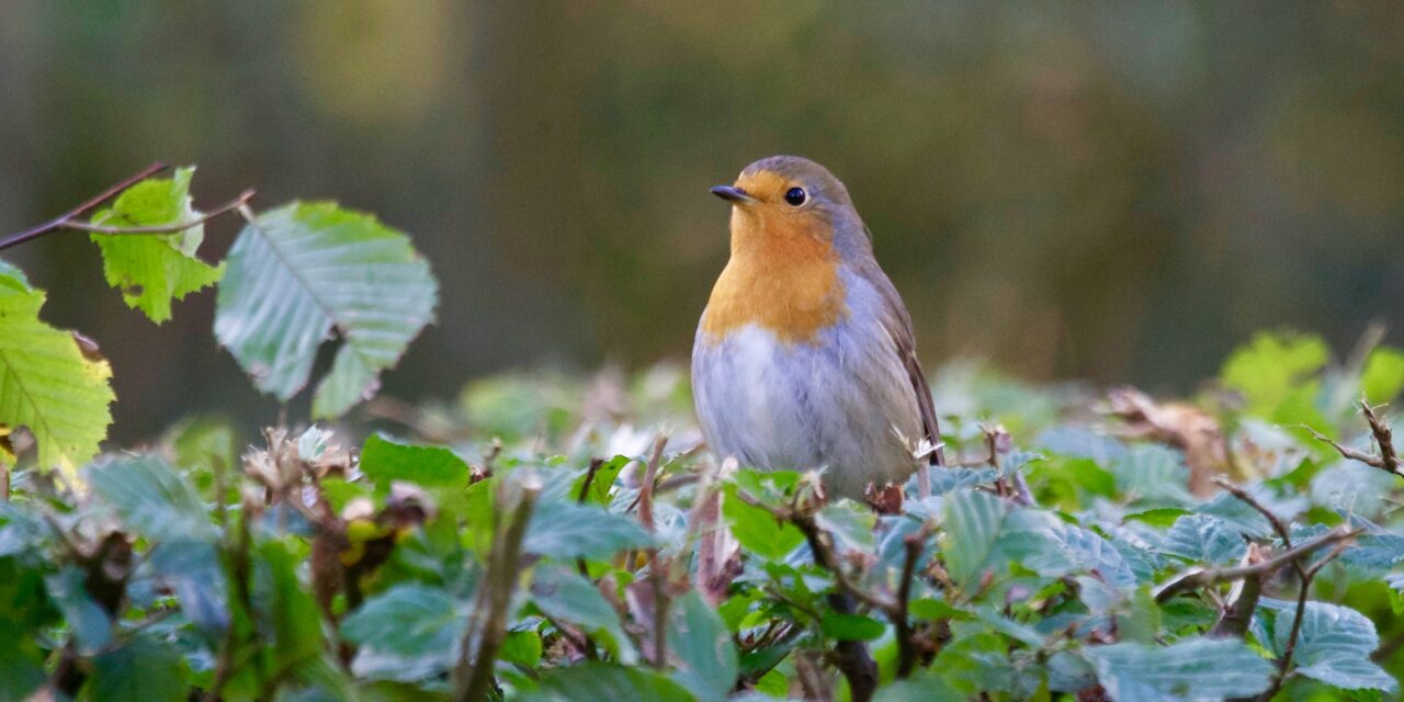 Een vogelvriendelijke tuin met deze 7 tips