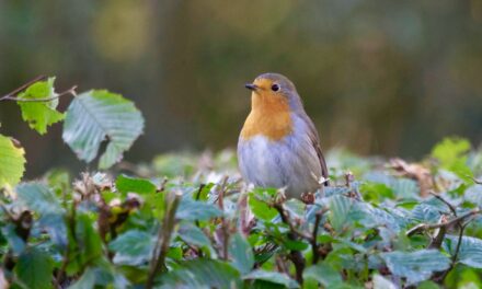 Een vogelvriendelijke tuin met deze 7 tips