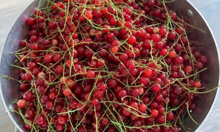 Zomertijd+zomerfruit = zomerjam van aalbessen maken