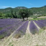 Van lavendel geniet je in Frankrijk én in eigen huis