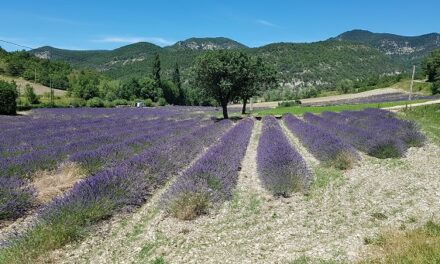 Van lavendel geniet je in Frankrijk én in eigen huis