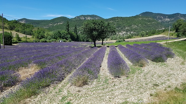 Van lavendel geniet je in Frankrijk én in eigen huis