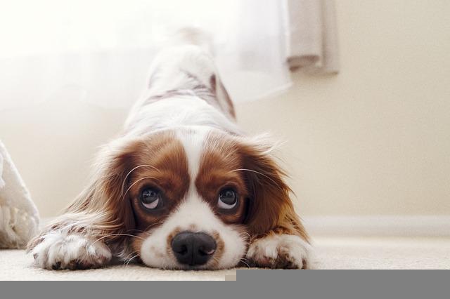 Spijt van omgangsregeling met de hond