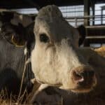 Cow: gebiologeerd kijken naar leven van koe